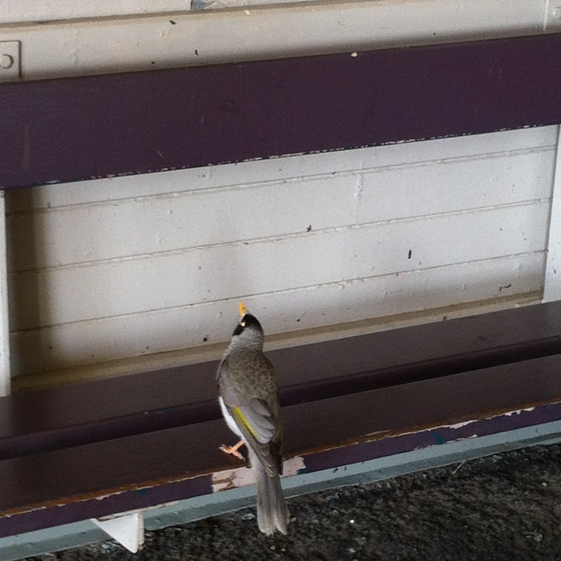 Noisy miner in the waiting room